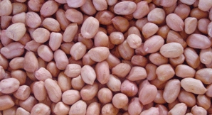 酒鬼酒花生低温快速杀菌