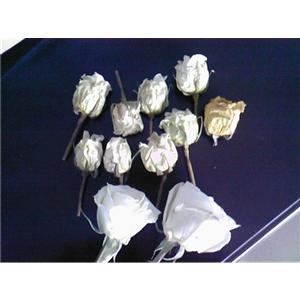 白玫瑰花干燥杀菌设备
