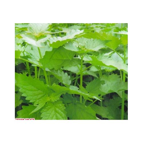 工业杀菌机微波烘干杀菌设备