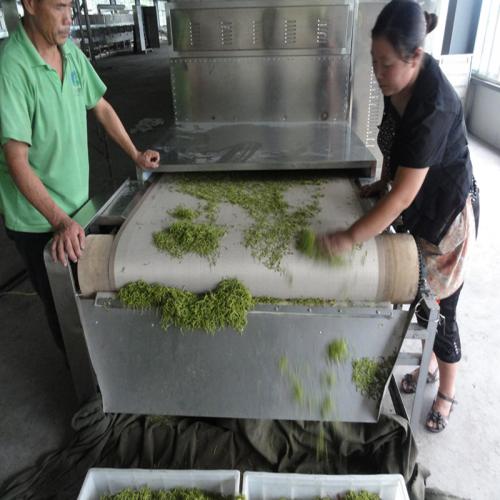 艾葉殺青烘干設(shè)備